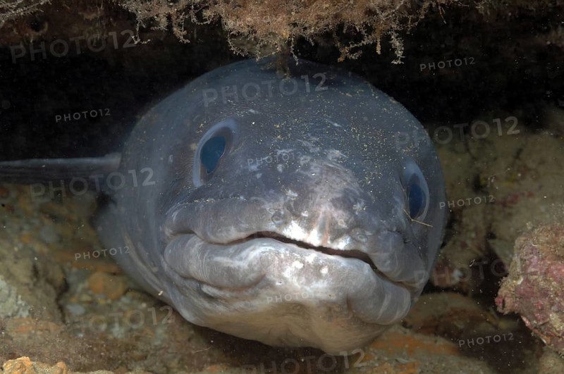 Conger eel