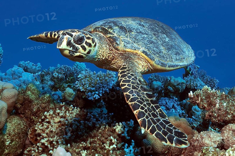 Hawksbill sea turtle