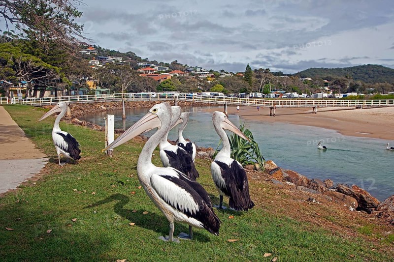 Australian australian pelican