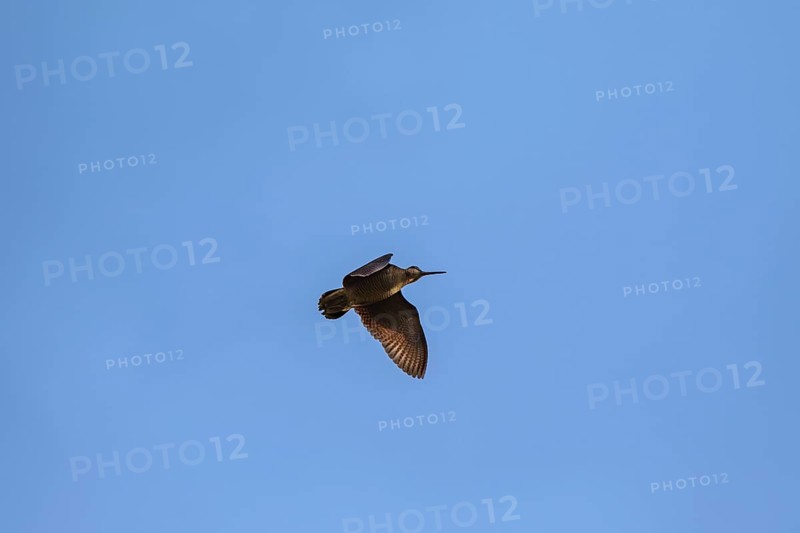 Eurasian woodcock