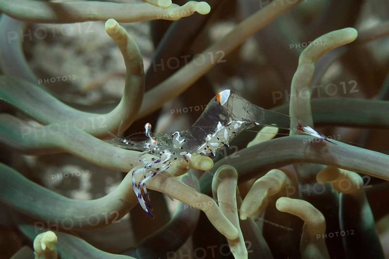 Anemone shrimp