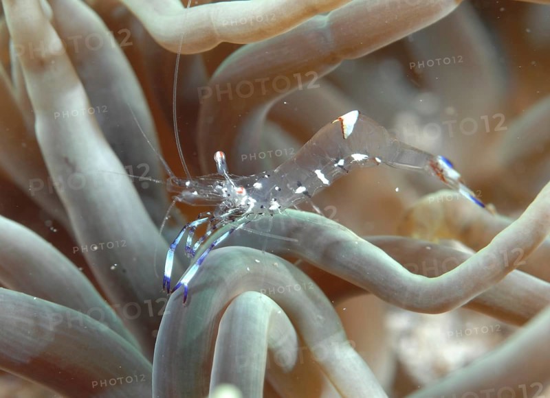 Anemone shrimp