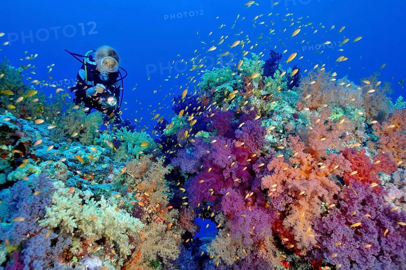 Diver and soft corals