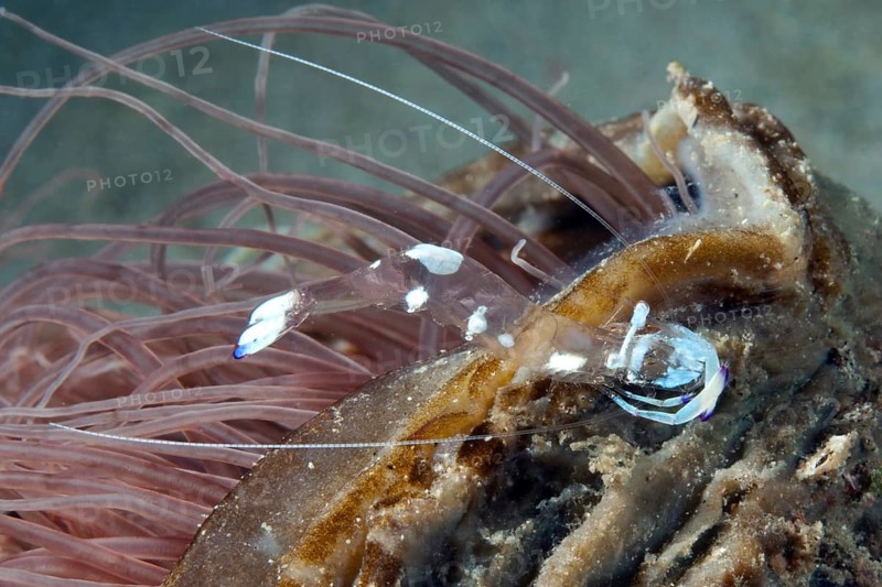 Anemone shrimp