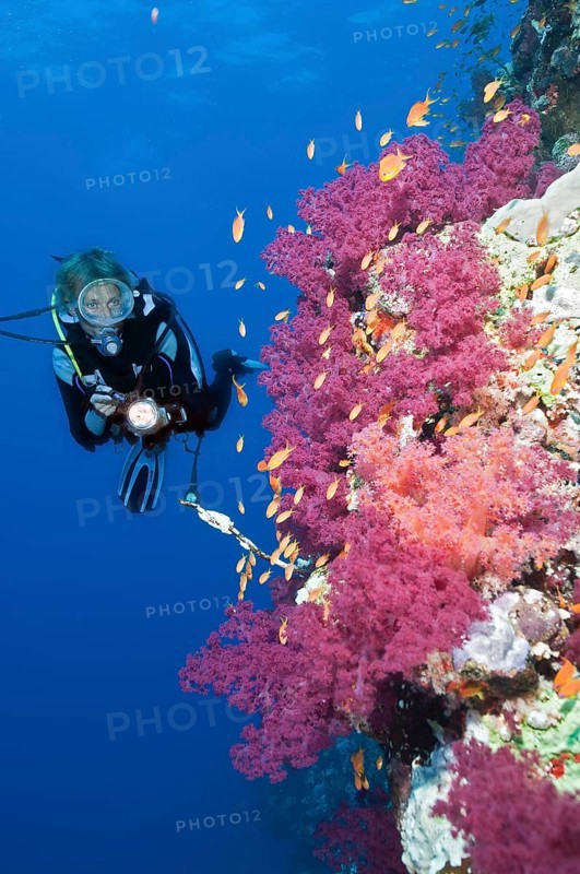 Diver and soft corals