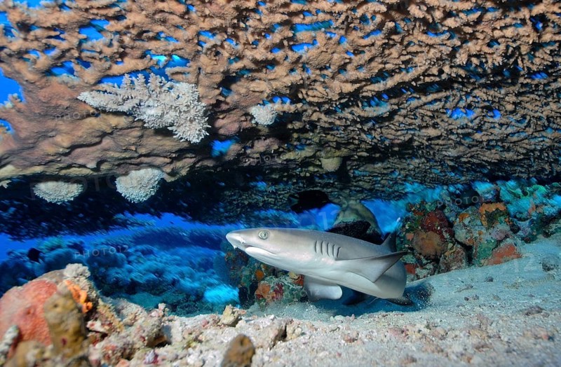 Juvenile whitetip reef shark