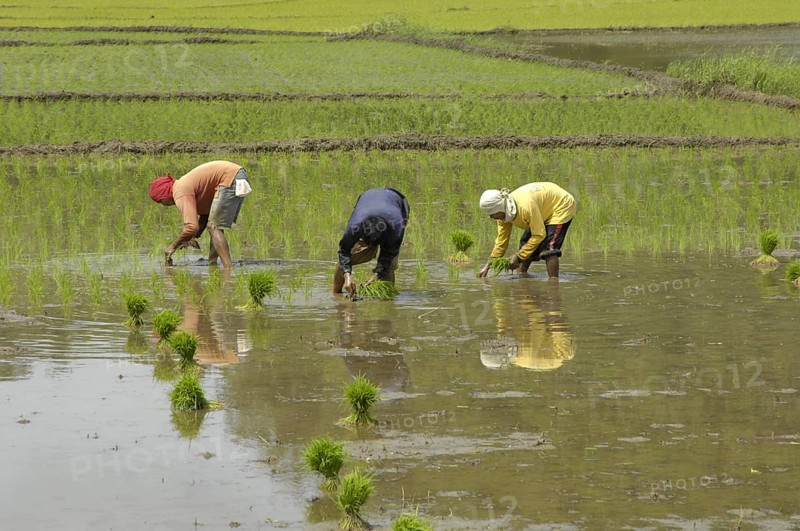 Rice farmers