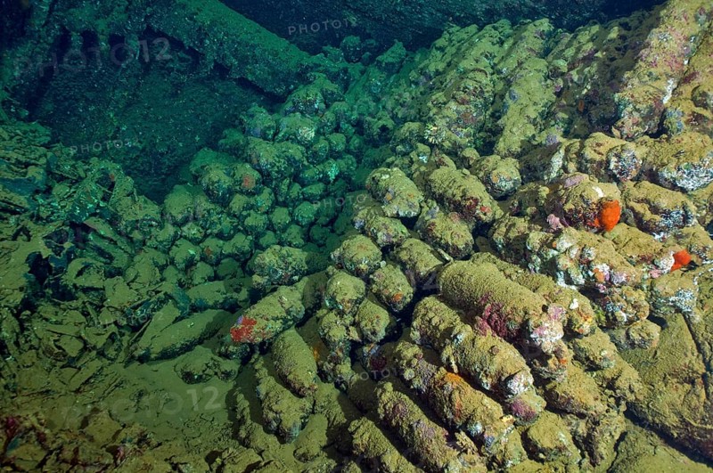 Shells in wreck Umbria