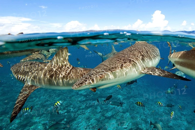 Grey reef shark