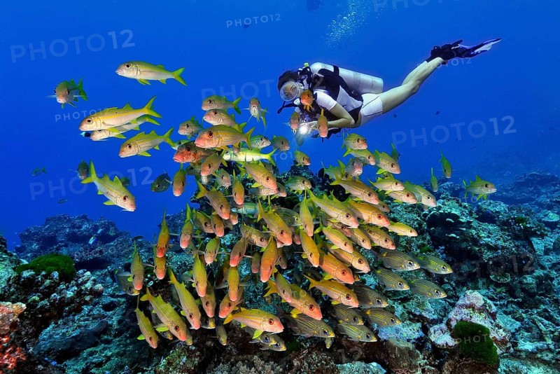 Diver and Yellowfin goatfish