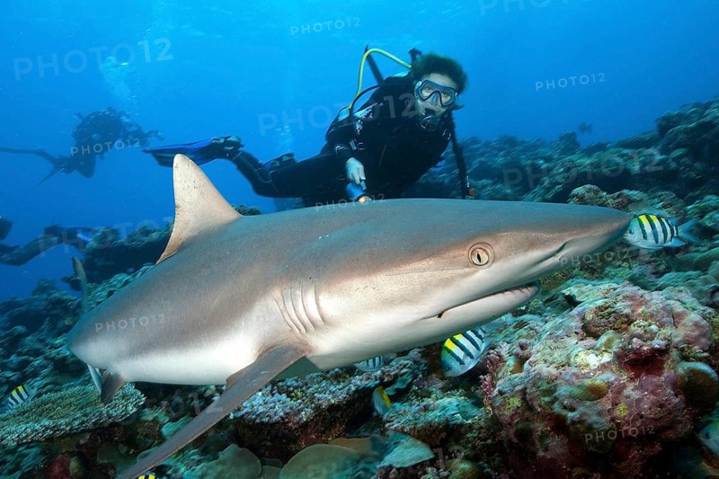 Diver and Grey Reef Shark