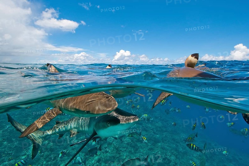 Grey reef shark