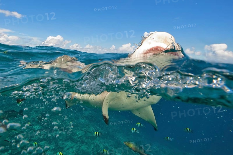 Shark attack of Blacktip Reef Shark
