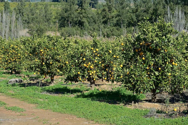 Orange orchard near Clanwilliam