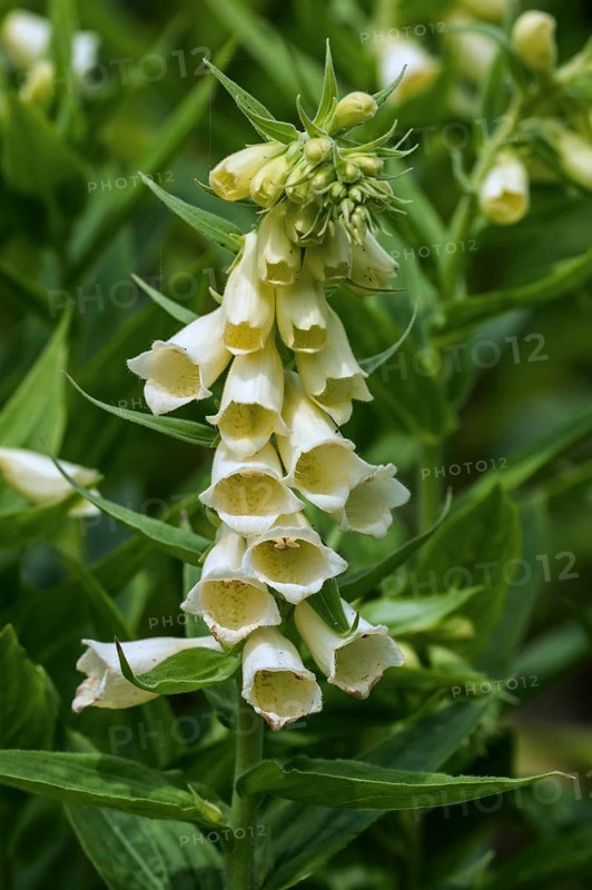 Big-flowered foxglove