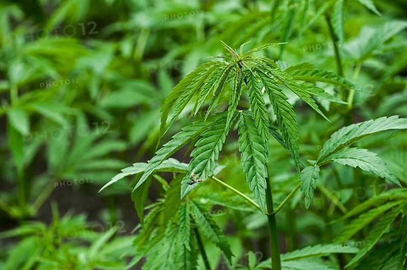 Hemp