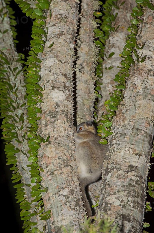 Reddish-grey reddish-gray mouse lemur