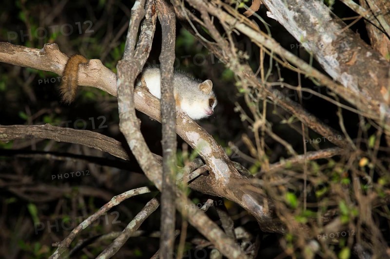 Reddish-grey reddish-gray mouse lemur