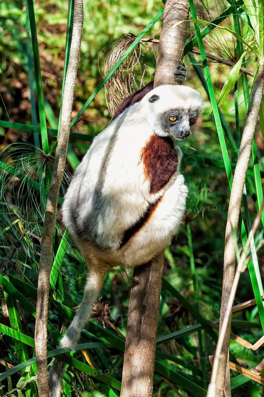 Coquerel's coquerel's sifaka
