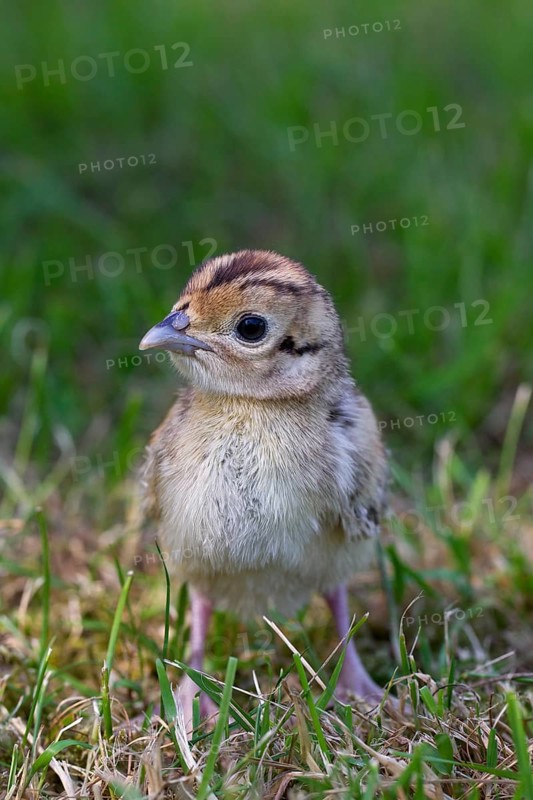 Hunting pheasant