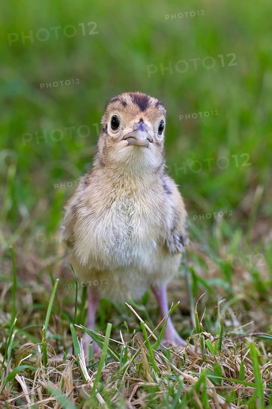 Hunting Pheasant