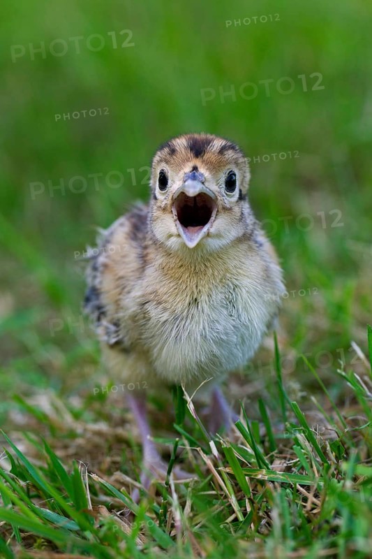 Common pheasant