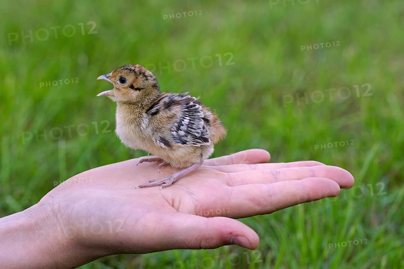 Chick of the pheasant