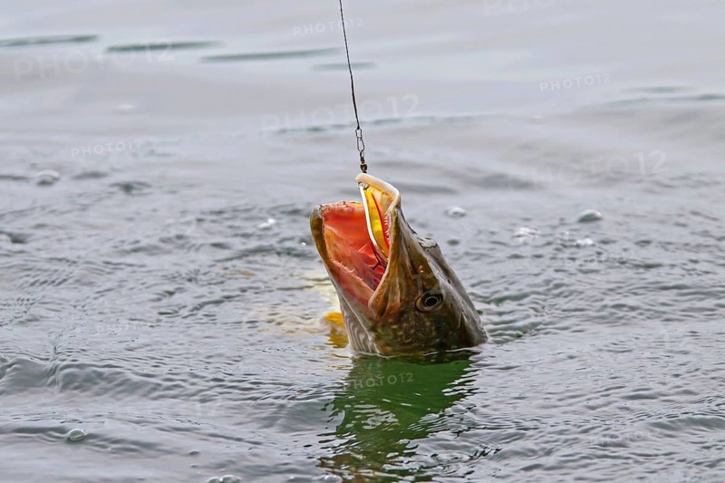 Pike