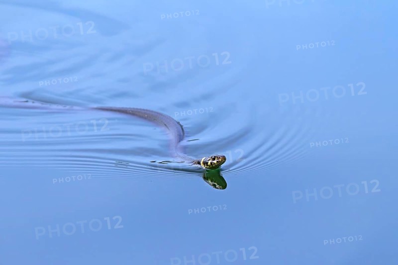 Grass snake