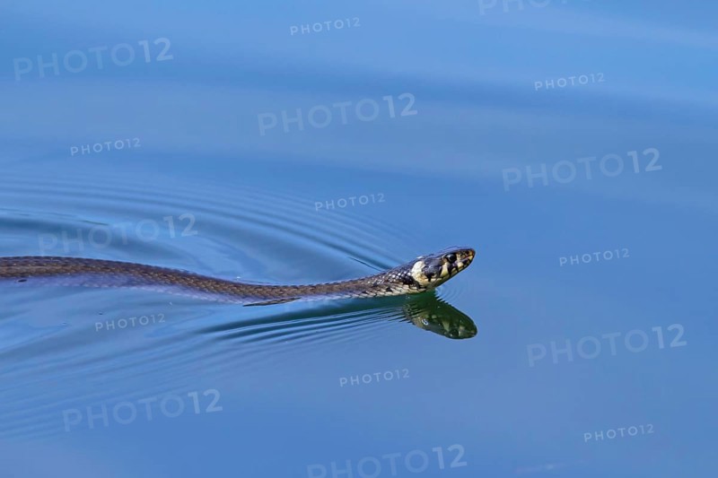 Grass snake