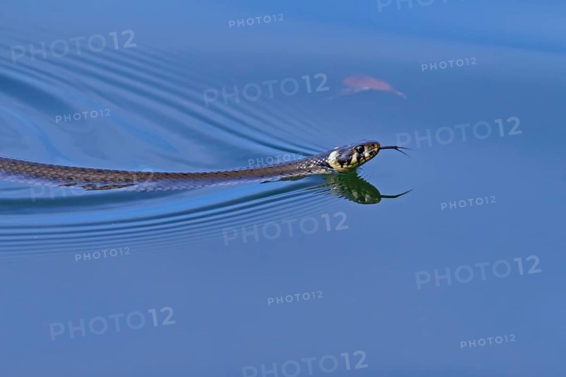 Grass snake