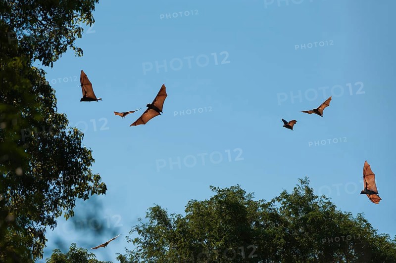 Madagascar flying fox or madagascan flying fox