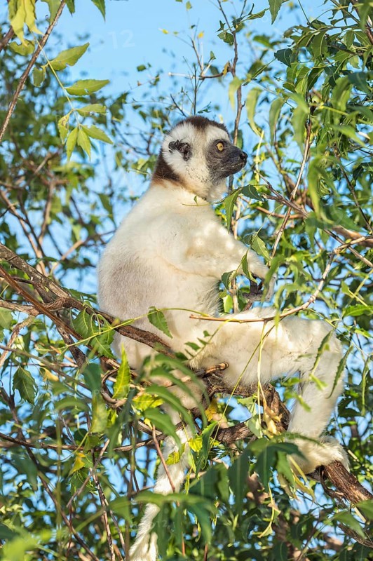 Verreaux's sifaka