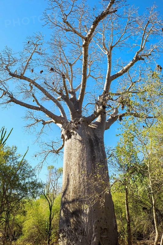 Za baobab