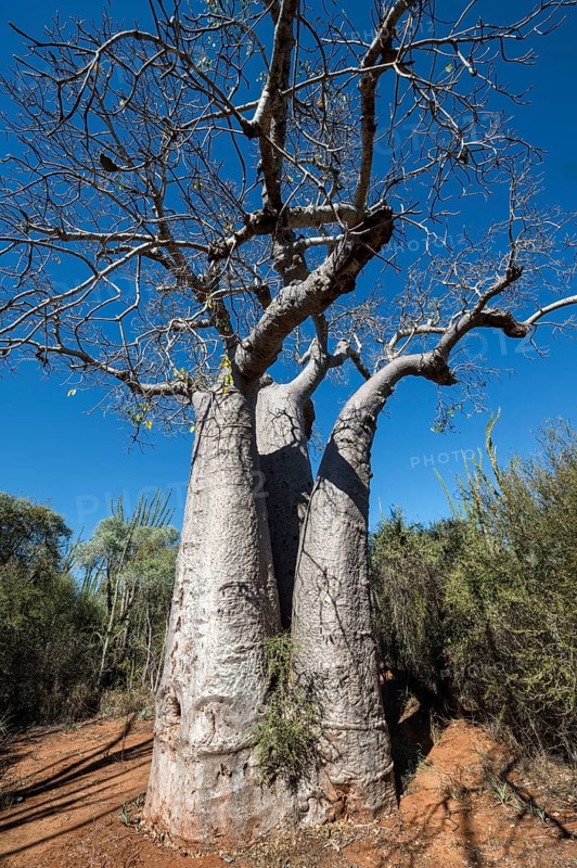 Za baobab
