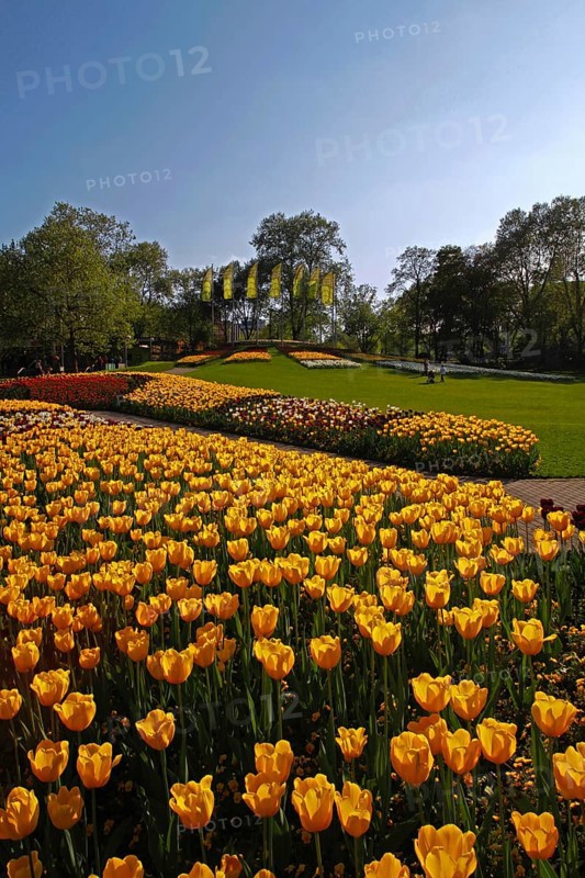 Tulip blossom