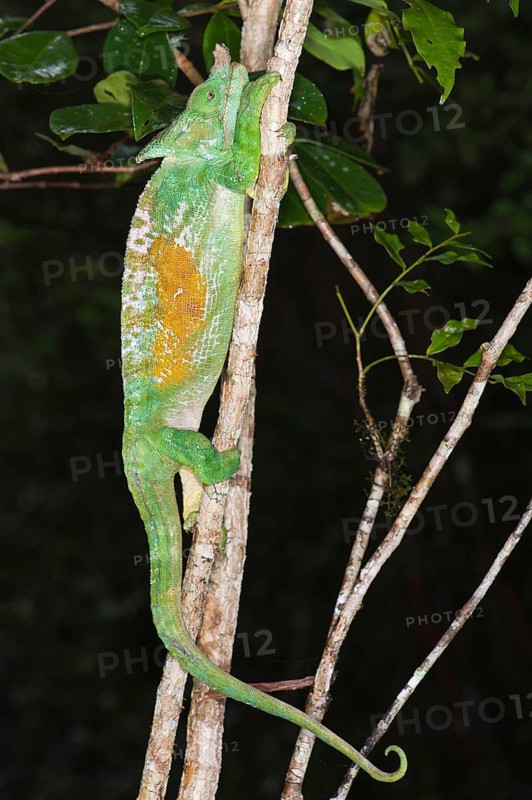 Parson's chameleon