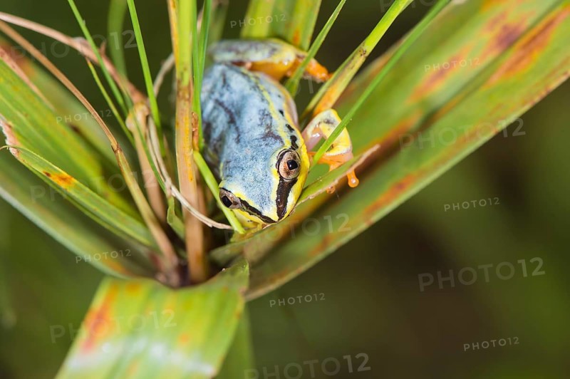 Blue-back reed frog
