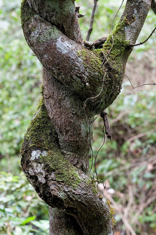 Twisted tree trunk