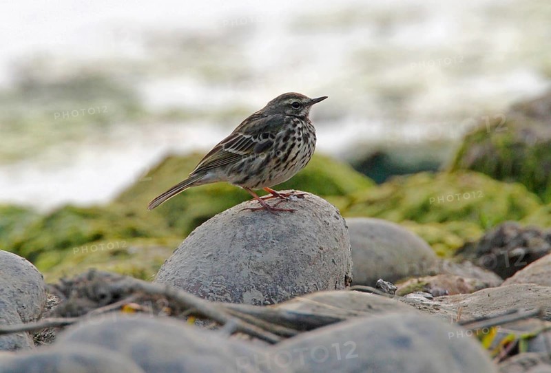 Rosy Pipit