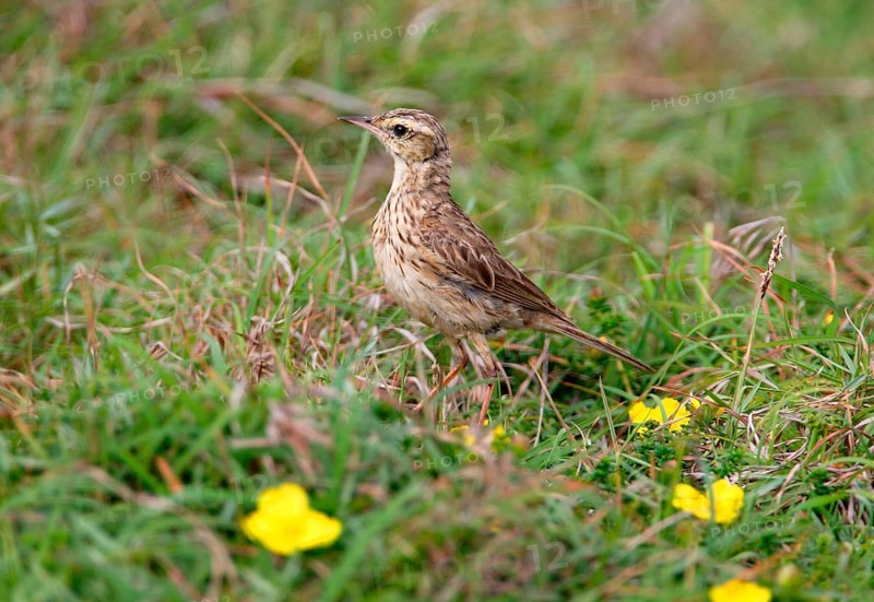 Australian Pipit