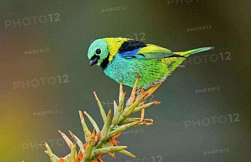 Green-headed tanager