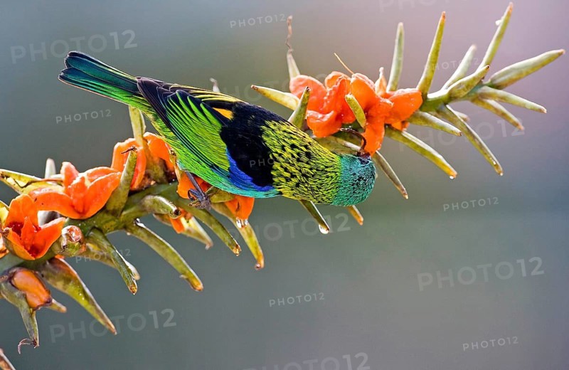 Green-headed tanager