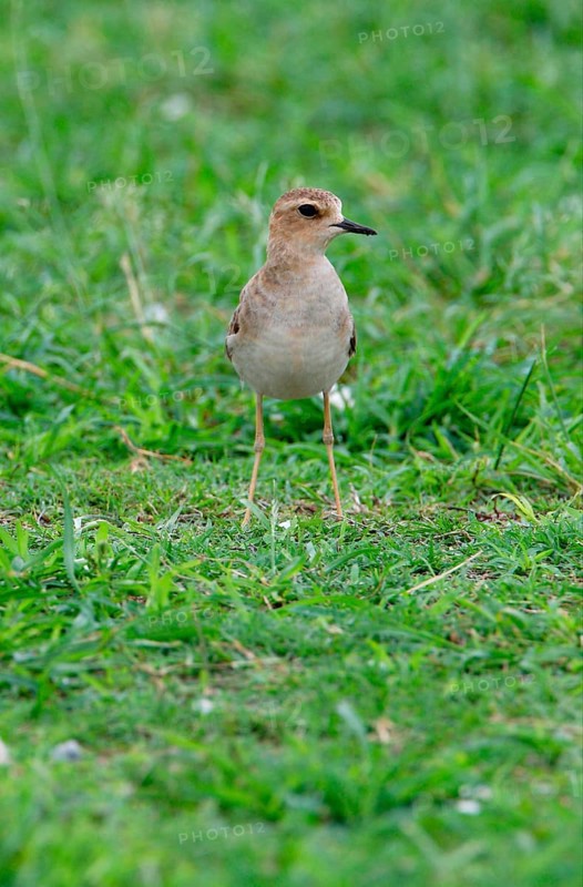 Oriental Plover