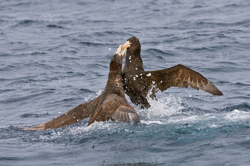 Hall's Petrel