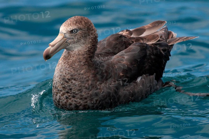 Hall's Petrel