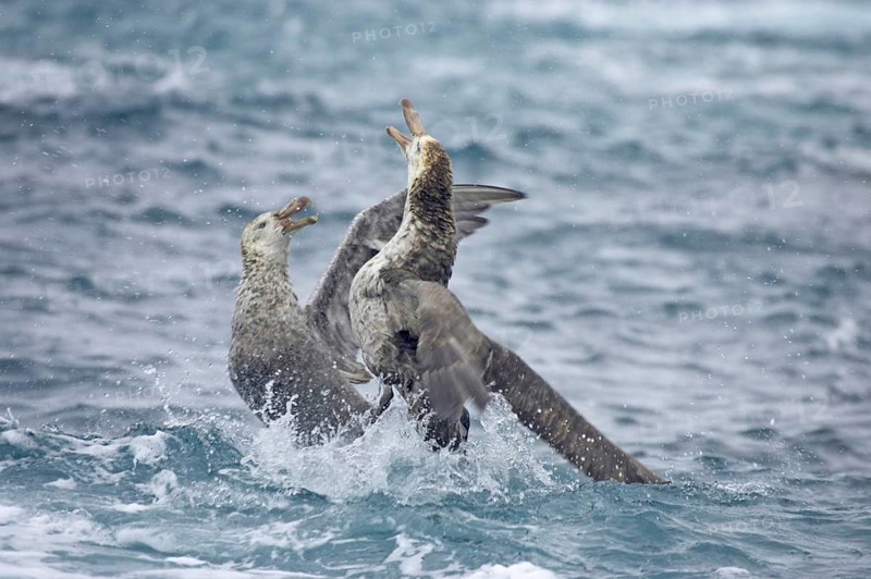 Hall's Petrel