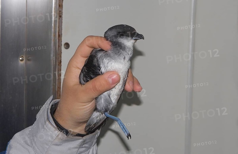 Broad-billed Diving Petrel
