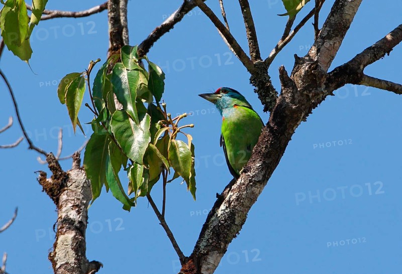 Blue-throated Barbet