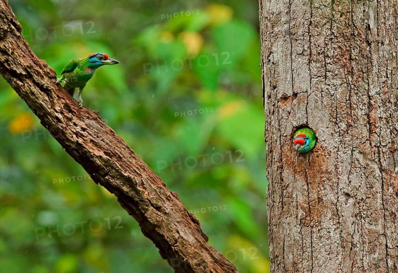 Blue-throated Barbet